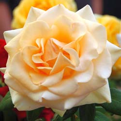 Rose 'Marilyn Monroe'